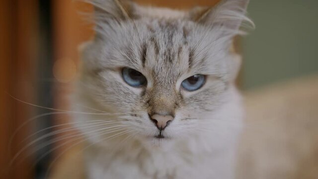 Cute pet. adult fluffy blue-eyed cat. close-up portrait. shallow depth of field