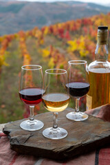 Tasting of Portuguese fortified port wine, produced in Douro Valley with colorful terraced vineyards on background in autumn, Portugal