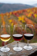 Tasting of Portuguese fortified port wine, produced in Douro Valley with colorful terraced vineyards on background in autumn, Portugal