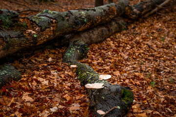Fallen Tree and Mushrooms