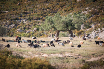 Fototapeta na wymiar Herd of goats in Greek landscape
