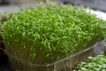 Fresh juicy green microgreens grow in trays. The concept of superfood, healthy eating, veganism.