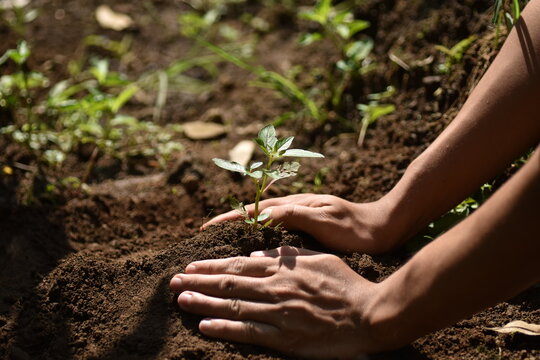 Hand holding seed tree for planting into soil. Eco earth day concept