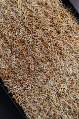 Close up of wheat germ background. Source of vitamins and micronutrients, concept of superfood, healthy eating, veganism. Vertically photo.