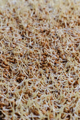 Close up of wheat germ background. Source of vitamins and micronutrients, concept of superfood, healthy eating, veganism.