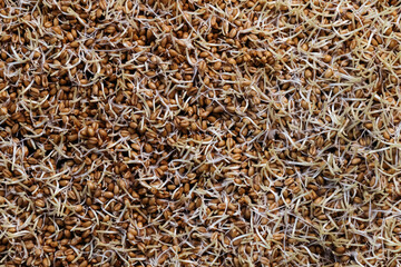 Close up of wheat germ background. Source of vitamins and micronutrients, concept of superfood, healthy eating, veganism.