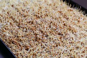 Close up of wheat germ background. Source of vitamins and micronutrients, concept of superfood, healthy eating, veganism.