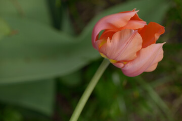 single coral coloured tulip on a neutral green background