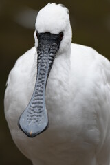 クロツラヘラサギ