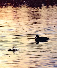 Silueta de un pato chapoteando en un maravilloso atardecer. 