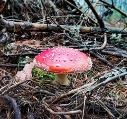 Amanita Muscaria en todo su esplendor un día de otoño. 