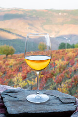 Glass of Portuguese white dry wine, produced in Douro Valley and old terraced vineyards on background in autumn, wine region of Portugal