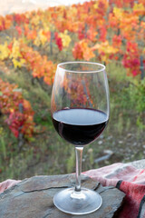 Glass of Portuguese red dry wine, produced in Douro Valley and old terraced vineyards on background in autumn, wine region of Portugal