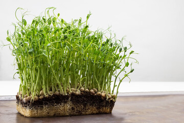 Pea sprouts with roots. Close up