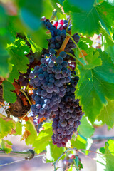 Ripe black or blue syrah wine grapes using for making rose or red wine ready to harvest on vineyards in Cotes  de Provence, region Provence, south of France