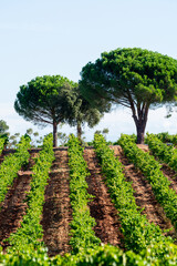 Fototapeta na wymiar Rows of ripe syrah wine grapes plants on vineyards in Cotes de Provence, region Provence, south of France