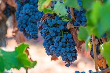 Ripe black or blue grenache wine grapes using for making rose or red wine ready to harvest on vineyards in Cotes  de Provence, region Provence, south of France