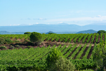 Rows of ripe syrah wine grapes plants on vineyards in Cotes  de Provence, region Provence, south of France