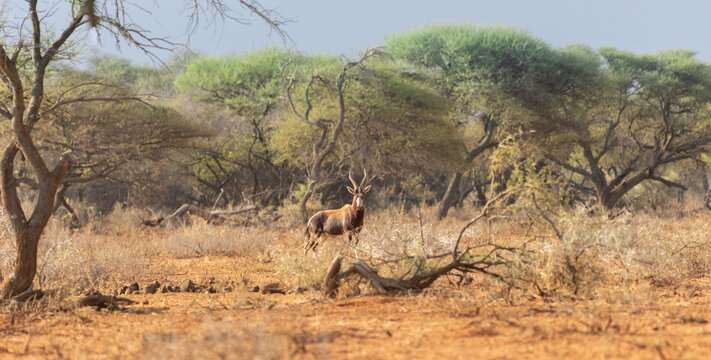 Bontebok