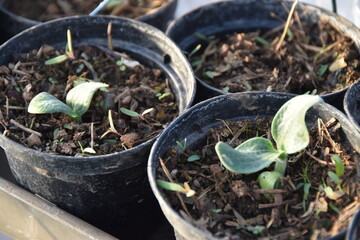 Zucchine appena nate