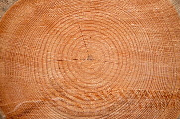 Fototapeta premium Detailed view of a pine wood trunk with the annual rings. Can be used as texture or background