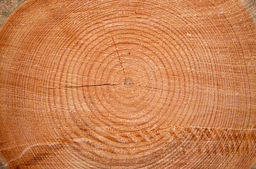 Detailed view of a pine wood trunk with the annual rings. Can be used as texture or background