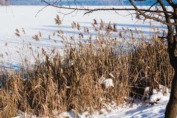 winter in the village. winter lake covered with ice and snow. reeds. rink. the water is covered with snow. early winter