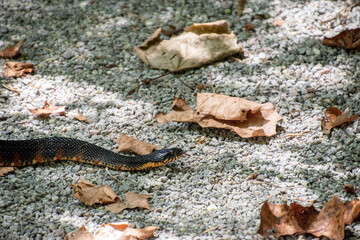 A single snake slithering on a rocky pebble path
