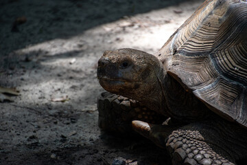 Obraz premium A single tortoise in the shade