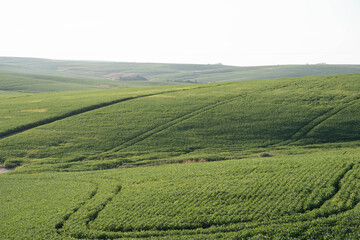 Fototapeta na wymiar Fields of soybean production (Glycine max) in grain filling stage