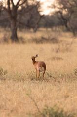 Duiker © Ruan