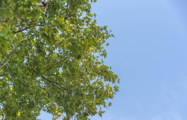 Fototapeta premium maple tree in contrast to the blue horizon