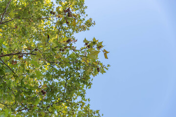maple tree in contrast to the blue horizon