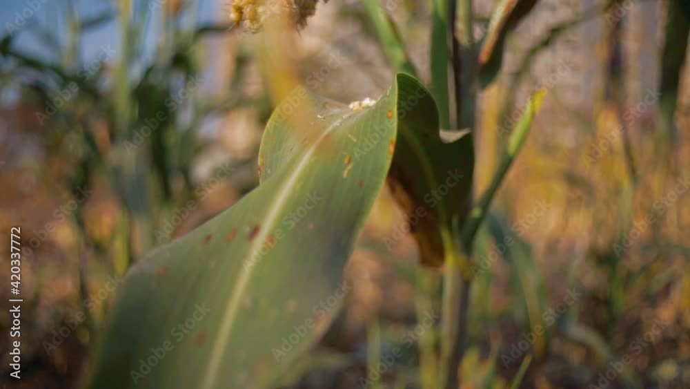 Poster Close up of ready to harvest sorghum stalk, birds eating the crop is a major concern for farmers. 