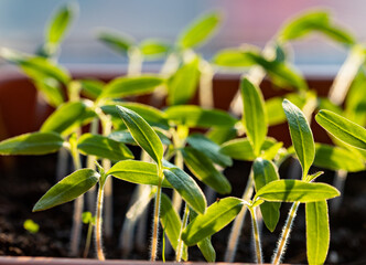 fresh green seedlings growing healthy ecological food microgreens