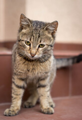 Adorable tabby kitten sitting outdoors, on the stairs