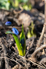Flowering of the dark blue primroses early in spring