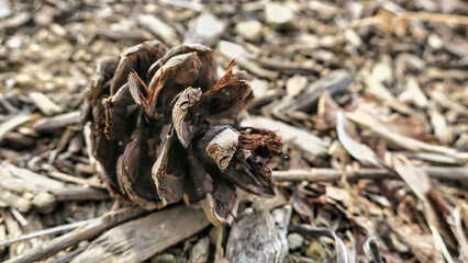 pine cone in the forest