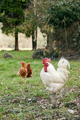 deux poules rousses et un coq blanc marchant dan sla nature au printemps 