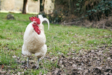 cob blanc libre marchant dans la nature au sol au printemps 