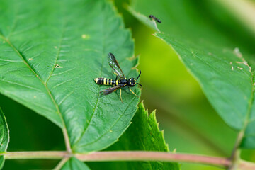 Black and Yellow Sawfly in Summer