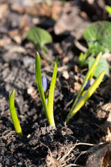 Flowering of the dark blue primroses early in spring