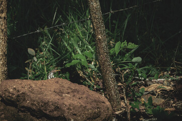Fototapeta premium lizard on rock