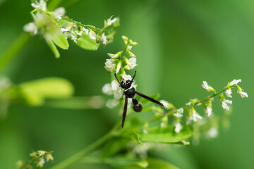 Fraternal Potter Wasp on White Sweetclover Flowers