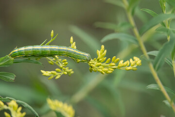 Goldenrod Hooded Owlet Moth Caterpillar on Goldenrod