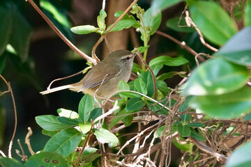 japanese bush warbler on the branch