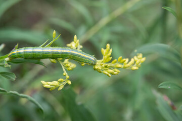 Goldenrod Hooded Owlet Moth Caterpillar on Goldenrod