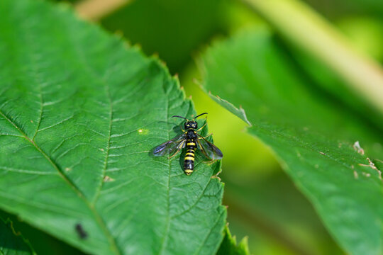 Black and Yellow Sawfly in Summer