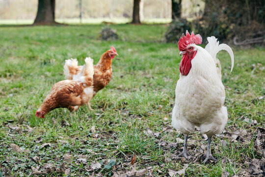 deux poules rousses et un coq blanc marchant dan sla nature au printemps 