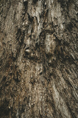 bark of a tree